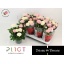 product/img.floraplaza.nl/123683-14-LIVE_fotos-0x7F25D2CE3917B617CFC8DBF1253808D58A79819E.jpg