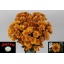 product/img.floraplaza.nl/123716-LIVE_fotos-0xE3D51AB70DEA35A25CDBD142D3D2728CFBECE328.jpg