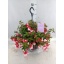 product/img.floraplaza.nl/123724-23-LIVE_fotos-0xB08FAE8249A8FC635BF444CDCC3F8FAD07EC817A.jpg