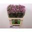 product/img.floraplaza.nl/123739-60-LIVE_fotos-0x09CB023E332F7F95557CDE4741A2A97A5ECFB80A.jpg