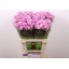 product/img.floraplaza.nl/123739-60-LIVE_fotos-0xF68A1A7721EEEAF610EC4F744A6D391B8FBC7345.jpg