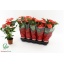 product/img.floraplaza.nl/123774-12-LIVE_fotos-0xC6C1344E66B63260A9F89F78C1963909F78A1D3A.jpg