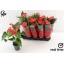 product/img.floraplaza.nl/123774-12-LIVE_fotos-0xCC1CF0C98C56879BA0BE8DF5F71449783CC76A52.jpg