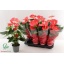 product/img.floraplaza.nl/123774-14-LIVE_fotos-0x9A3A884859326B86B415E04DF4BB25848ABA59C0.jpg