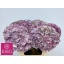 product/img.floraplaza.nl/123798-60-LIVE_fotos-0xB6EED5B22C38FD960E5ADE47204B2FCFDF5ACB0D.jpg