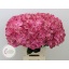 product/img.floraplaza.nl/123798-60-LIVE_fotos-0xD5AFD9121BCEA9C83ED98C364E4374BB506636F8.jpg