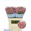 product/img.floraplaza.nl/123835-60-LIVE_fotos-0xAB4EA316F480B5BE612360BE762A6D037F2A2D91.jpg