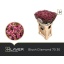 product/img.floraplaza.nl/123835-70-LIVE_fotos-0x84FA1F8578F2CDA037DC53DAFE569B0BCD7B04AE.jpg