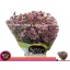 product/img.floraplaza.nl/123835-70-LIVE_fotos-0xD0D2E9E78B271AD3631B6F0F6EDBB5956CB5D200.jpg
