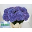 product/img.floraplaza.nl/123871-80-LIVE_fotos-0x8BF1CDF3F5B866F8C14CBF87848400B38908FFB4.jpg