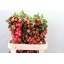 product/img.floraplaza.nl/123940-60-LIVE_fotos-0x4D1E047CC7530DEF7EC7B86937A3722C0AFAC36F.jpg