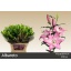 product/img.floraplaza.nl/123957-90-LIVE_fotos-0xEA41681E95ABC820BF23863F97831E6FFC86AEA6.jpg
