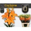 product/img.floraplaza.nl/123969-90-LIVE_fotos-0xF675FF4811C1CEB5AD08D60F70B87A6FF327E12E.jpg