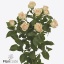 product/img.floraplaza.nl/123981-50-ART_fotos-VBN-vbn123981.jpg