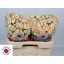 product/img.floraplaza.nl/123981-60-LIVE_fotos-0x034A5761D1D364F4A351D0BAE1B9CAF77B3A1E59.jpg