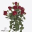 product/img.floraplaza.nl/123982-60-ART_fotos-VBN-vbn123982.jpg