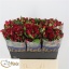 product/img.floraplaza.nl/123982-60-LIVE_fotos-0x3EC4564775884A82F46ED3CCBE577FA1AEA8D6A5.jpg