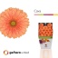 product/img.floraplaza.nl/124040-50-LIVE_fotos-0xABC6E782ECF574BD44B4488CB6CD47C63AFBDF1A.jpg