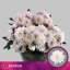 product/img.floraplaza.nl/124088-70-ASSORTI_fotos-MVA-Zentoo - chrys sp pastela rose.jpg