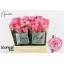 product/img.floraplaza.nl/124179-40-LIVE_fotos-0x5BA750EE1B2896DFE228110AF096E3BB69A43BA9.jpg