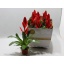 product/img.floraplaza.nl/124187-510-LIVE_fotos-0xC98A35A274BF181546AFCE7CC7B6080A44CD5492.jpg