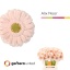 product/img.floraplaza.nl/124265-50-LIVE_fotos-0x1EF2A3A20177DA2DB58547D330AA086A57163C08.jpg