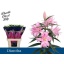 product/img.floraplaza.nl/124285-90-LIVE_fotos-0x0C7FE2D713C68CAD661B9C0A7CD0171BEAA6E39E.jpg