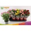 product/img.floraplaza.nl/124315-12-LIVE_fotos-0x4D832C741213E81ECF23C46BF620FB1A75AACB74.jpg