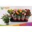 product/img.floraplaza.nl/124315-12-LIVE_fotos-0x83B59BE7B79FAC06FB7585D5CC53030C4B588E09.jpg
