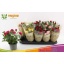 product/img.floraplaza.nl/124315-12-LIVE_fotos-0xA2ED63DEB5BFE2A044E4C81D82AE280DD6692143.jpg