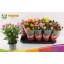 product/img.floraplaza.nl/124315-12-LIVE_fotos-0xF74336250C248C98EBE66F0C3C1A52B29EC4FD0E.jpg