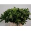 product/img.floraplaza.nl/124374-50-LIVE_fotos-0xCC9F2F1712EED2EC7A316FA20DBA216BF29FE61A.jpg