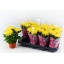 product/img.floraplaza.nl/124377-13-LIVE_fotos-0xDDF8CA00BAAC588F4670F5D0E78DB926AC09A119.jpg