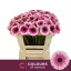 product/img.floraplaza.nl/124496-50-LIVE_fotos-0x375A92F8919B5ADC0BAFAE7D0A34D6F08BC1D5B5.jpg