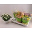 product/img.floraplaza.nl/124505-15-LIVE_fotos-0xD7987EAD75E0A35620B5C742CAD380C81641ABE3.jpg