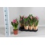product/img.floraplaza.nl/124512-13-LIVE_fotos-0x77FDFC6A43DE19F9A39E23F3D55631DBFEC55D4D.jpg