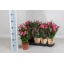 product/img.floraplaza.nl/124512-13-LIVE_fotos-0xB966E31A21713FF2211CAE8397D259B66F69637B.jpg