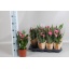 product/img.floraplaza.nl/124512-13-LIVE_fotos-0xC5F281C276B30F5904022BB842A92CE4CD5C3166.jpg