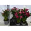 product/img.floraplaza.nl/124512-17-LIVE_fotos-0xD326938A2D86F56AC06052BE8985C9A095DB91D2.jpg