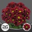 product/img.floraplaza.nl/124579-70-LIVE_fotos-0x72AAD1C80DD3EC7F33E294D0BE2C67E156BC4587.jpg