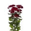 product/img.floraplaza.nl/124579-70-LIVE_fotos-0xD1D9DEB4CFC781321071D44751AF42525574F21B.jpg