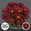 product/img.floraplaza.nl/124579-70-LIVE_fotos-0xF7F833DA94B6206A63B080BCDBCCE501C8521934.jpg