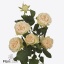 product/img.floraplaza.nl/124599-60-ART_Fotos-VBN-vbn124599.jpg
