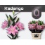 product/img.floraplaza.nl/124617-90-LIVE_fotos-0x947BAF8FF7F07FF076EF28E57FAFB7CAFD962A2E.jpg