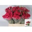 product/img.floraplaza.nl/124673-40-LIVE_fotos-0x6219DEF7AE9BEC39AA6AD823899C53C3CE8AB446.jpg