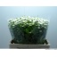 product/img.floraplaza.nl/124755-60-LIVE_fotos-0x9C44AD94DFE8109D9680C10CF83AF5795A81C915.jpg