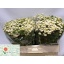 product/img.floraplaza.nl/124755_60-LIVE_fotos-0xF018373BF49268C1425AFE26B8394EC180ACB18F.jpg