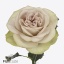 product/img.floraplaza.nl/124818-50-ART_Fotos-VBN-vbn124818.jpg