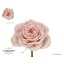 product/img.floraplaza.nl/124818-50-LIVE_fotos-0x7DD1A2A2FE3A2DD27EA60AD74A56BB2B39CAA35F.jpg
