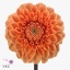 product/img.floraplaza.nl/12484-55-ART_fotos-VBN10000-vbn12484.jpg